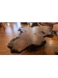 Exceptional Redwood burl Coffee Table